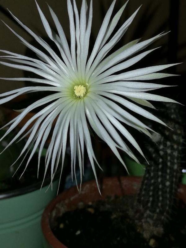 retichinopsis miralibilis.jpg